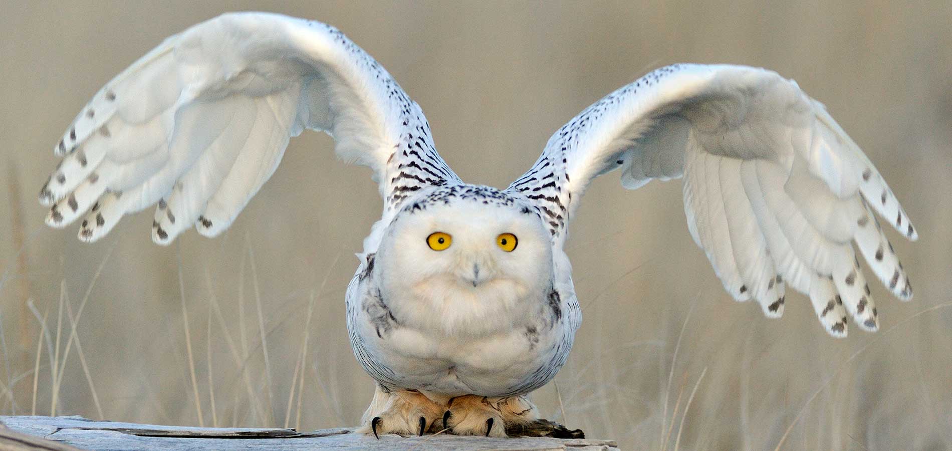 Snow-Owl-Flying-into-Camera-1