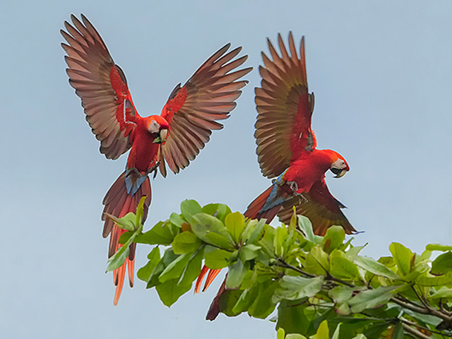 Birds | South / Central America