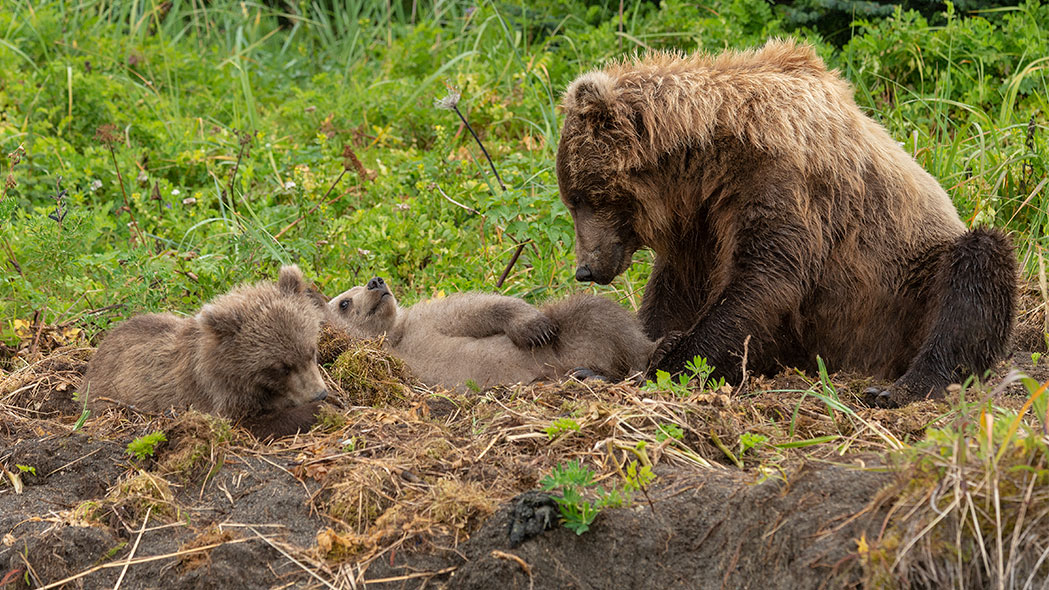 Nuzzels: Mother Bear & Cub