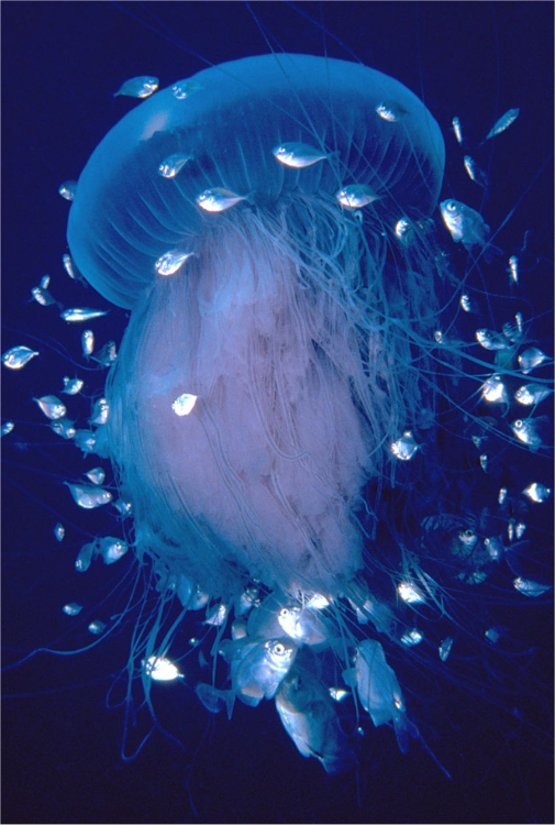 Lion's Mane Jellyfish with  Juvenile Jacks