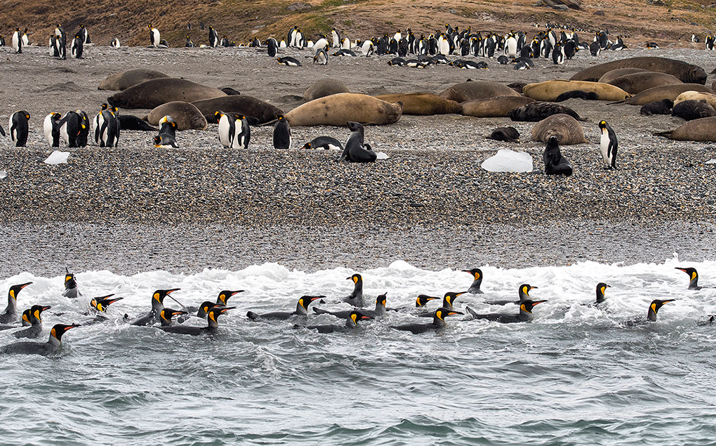 Emperor  Penguins  & Elephant Seals (South Georgia-Island)