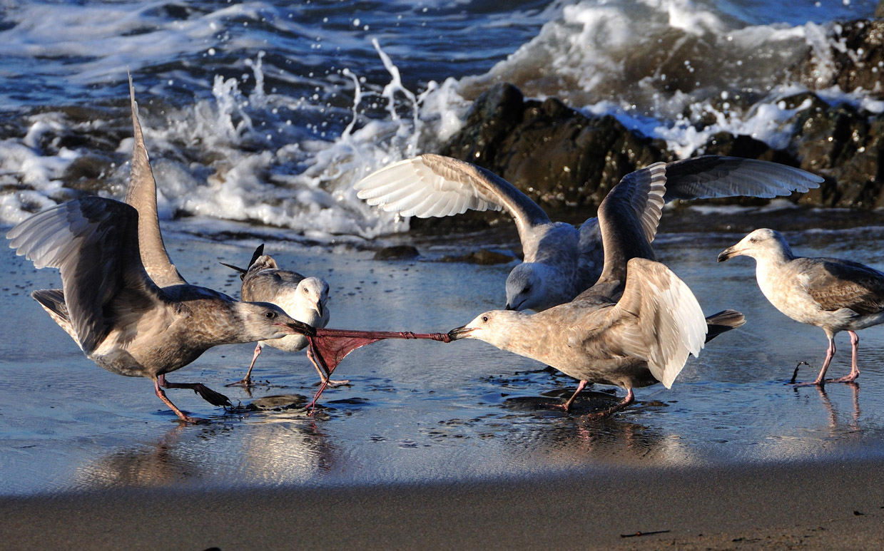 Gulls Battle for Elephant Seal Placenta