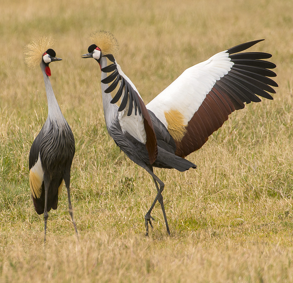 Crowned Cranes Mating Dance  (East Africa)