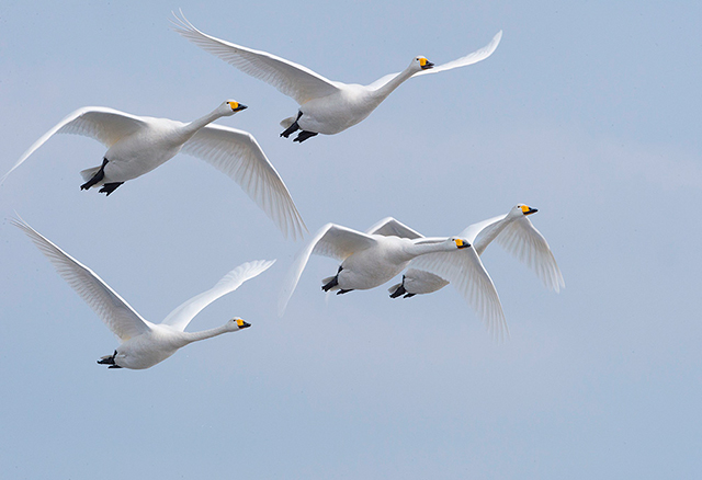 Whooper Swans Take Flight