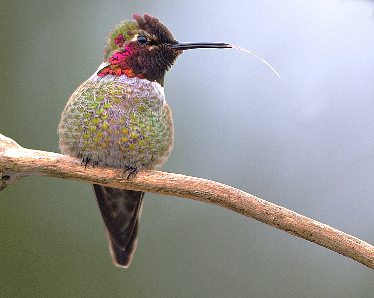 Ana's Hummingbird With  Tongue Out