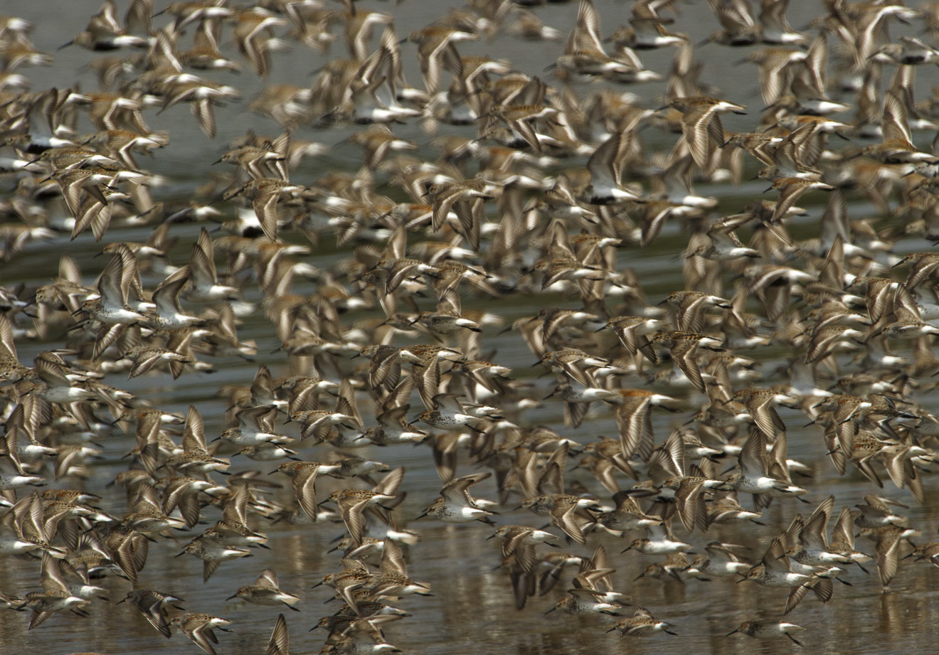 Migrating Sandpipers