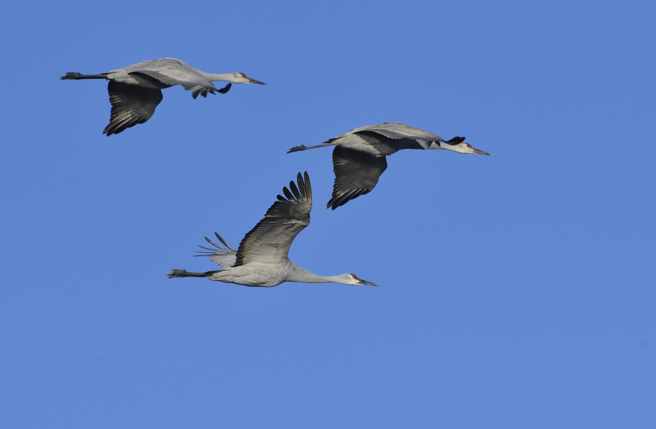 Sand Hill Cranes Flying