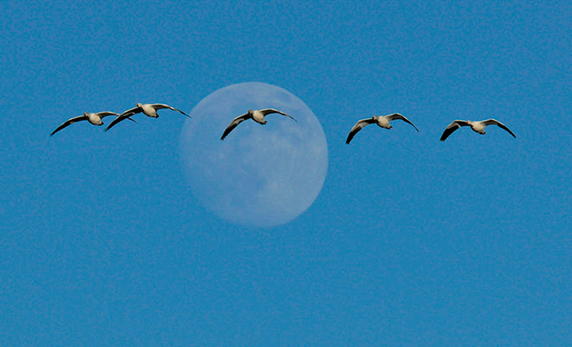 Snow Geese Over-the-Moon