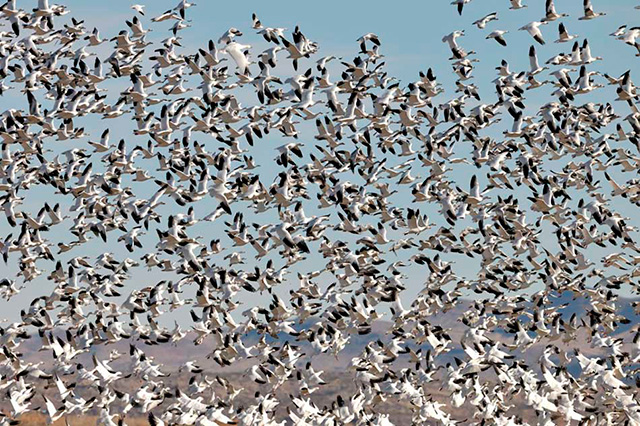 Snow Geese Rise Up