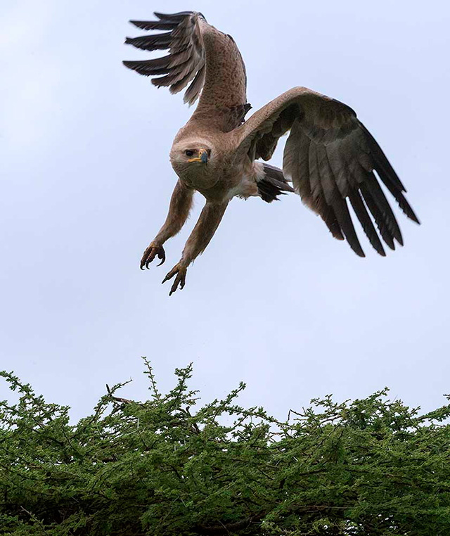 Tawny Eagle Take-Off