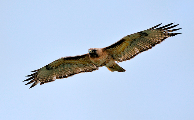 Red-Tailed Hawk Glides