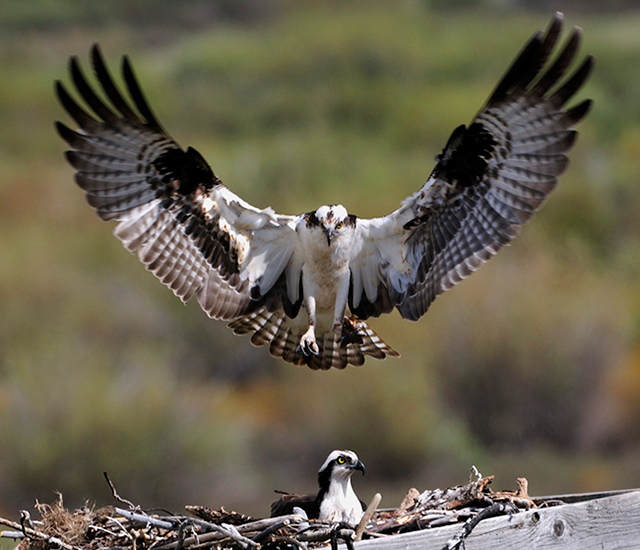 Osprey Brings Food to Nest