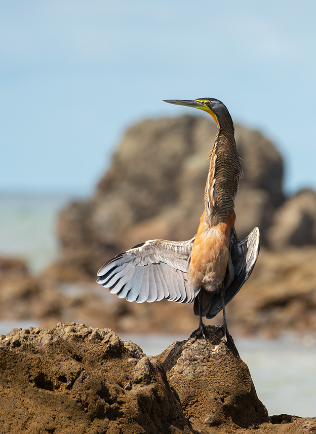 Bare-Thoated Tiger Heron