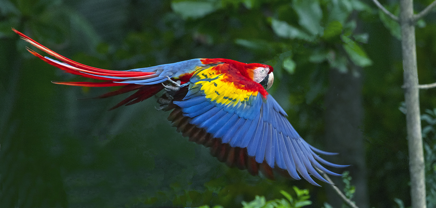 Macaw In Flight
