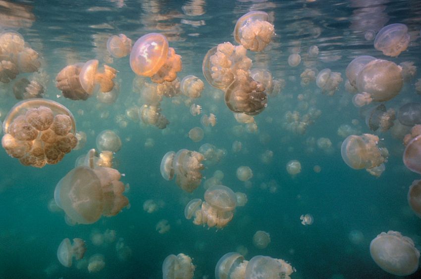 Mastaba Jellyfish in Jellyfish Lake