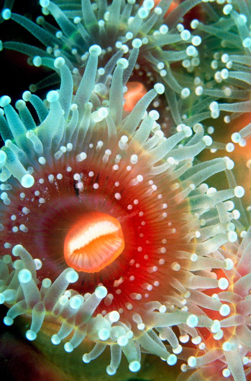Red Anemone Close up