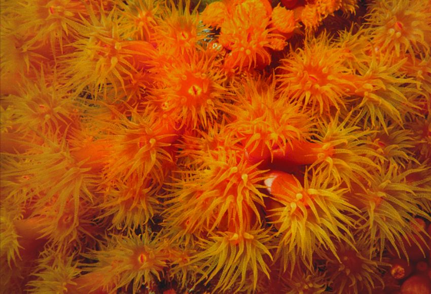 Tubastria Soft Coral