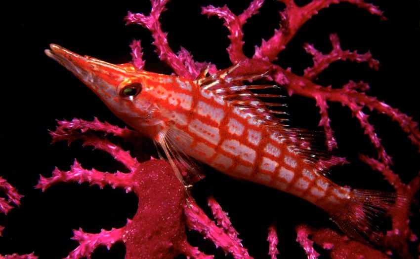 Long Nose Hawkfish In Coral