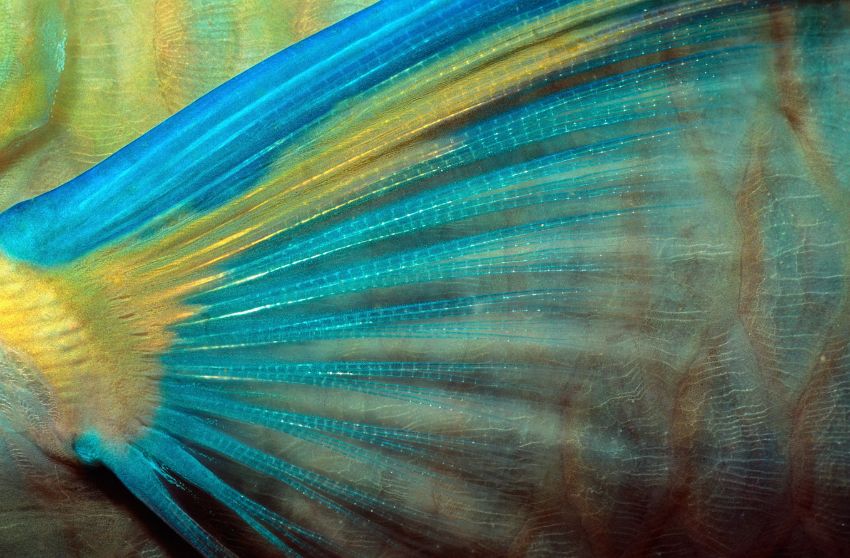 Parrotfish Fin Close-up