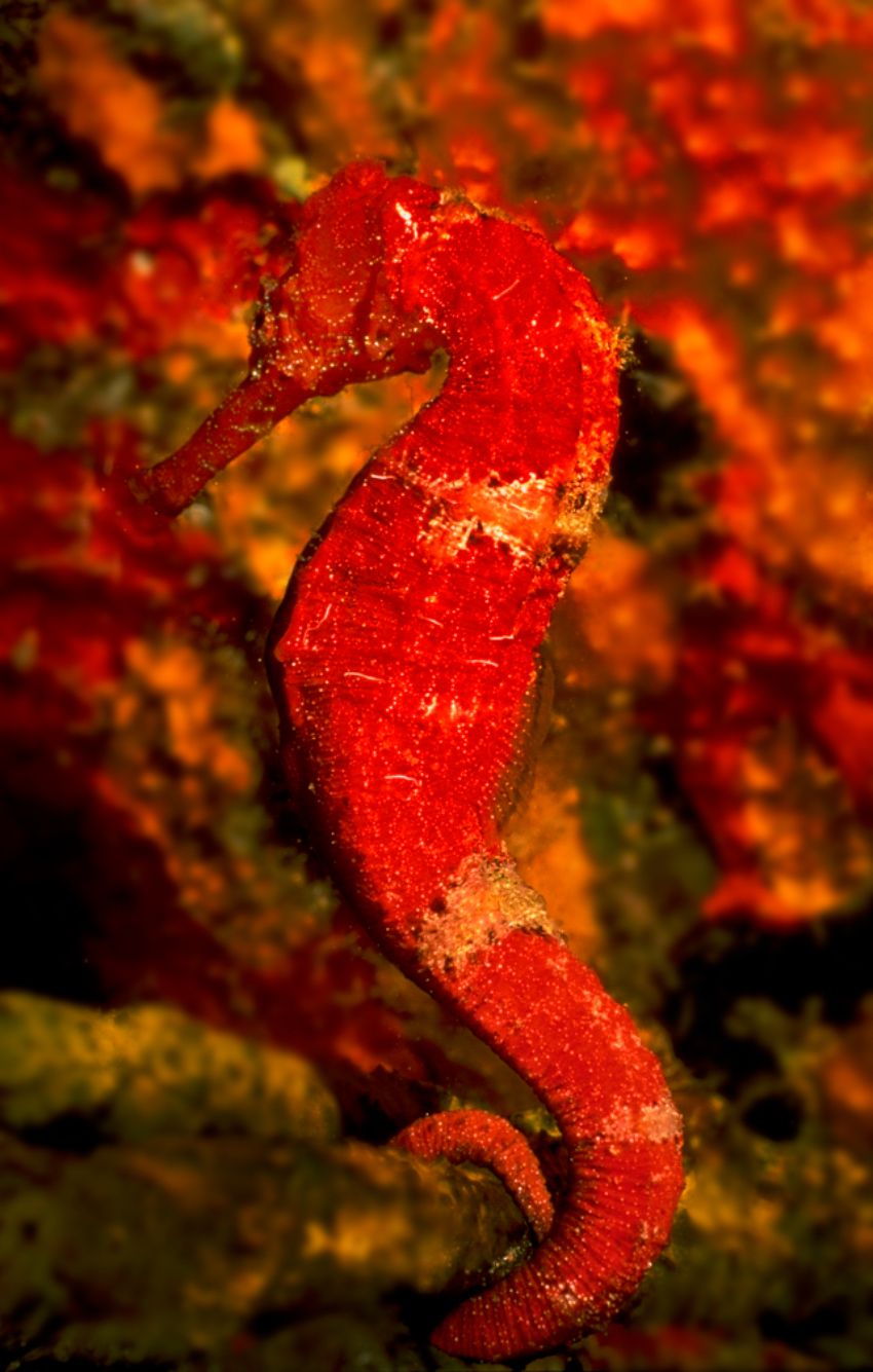 Red Sea Horse