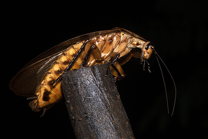 Golden Giant Cockroach