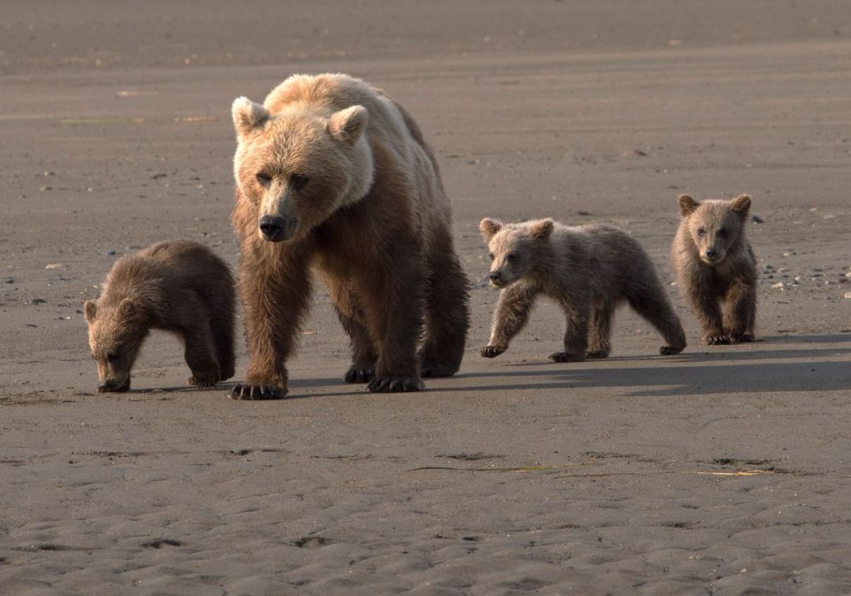 Coastal Brown Bear Sow with 3 cubs