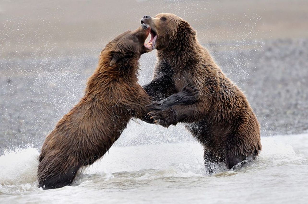 Coastal Brown Bears Fighting