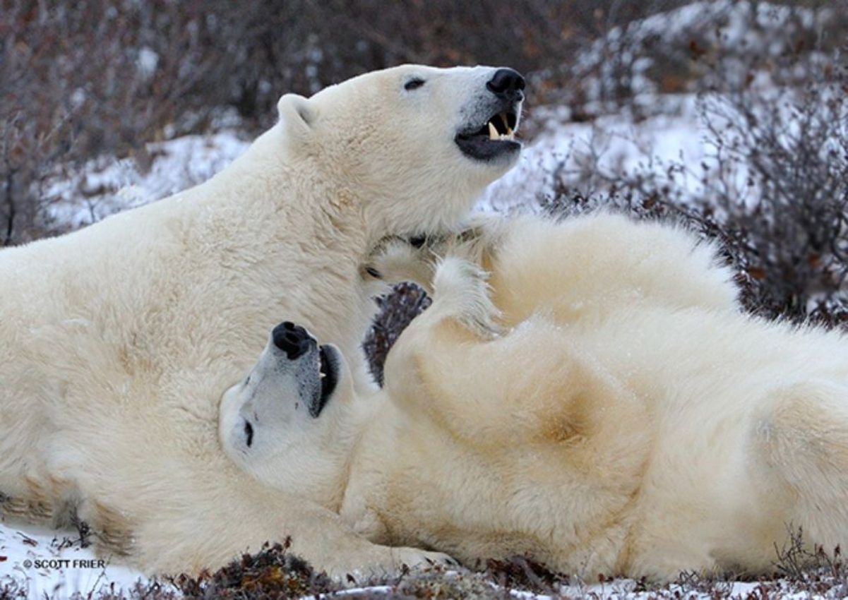Polar Bears Snuggle