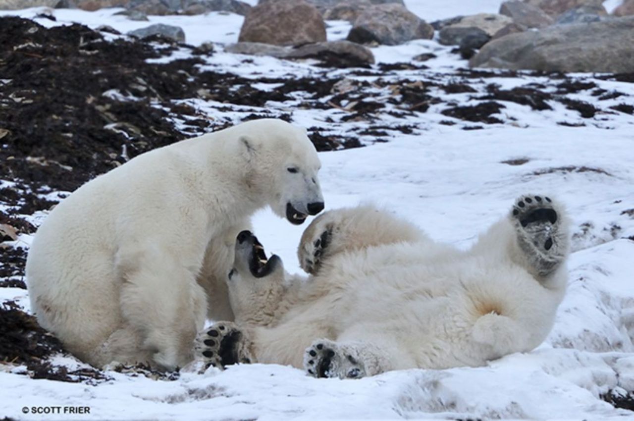 Polar Bears at Play1