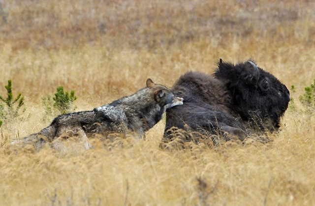 Wolf Bites Injured Bison