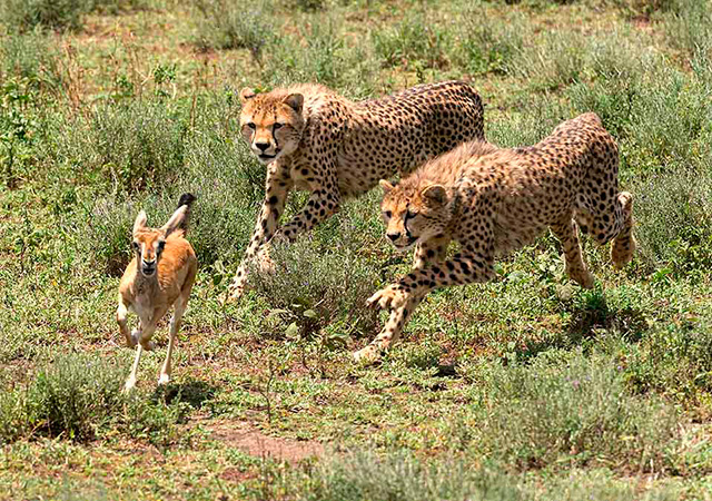 Cheetahs Chase Gazelle
