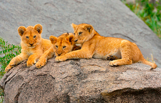 Lion Cubs Resting