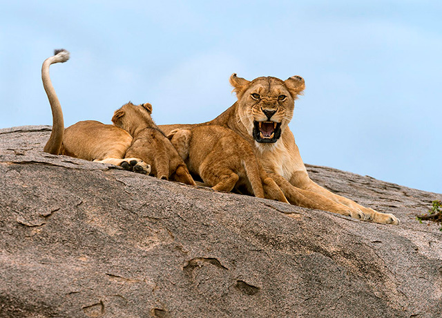 Lioness Nursing Cubs