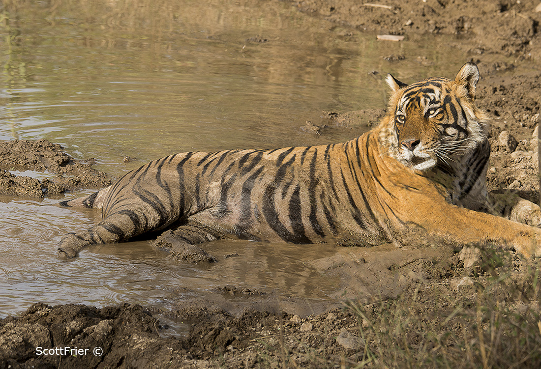 Tiger Cooling Off in Mud