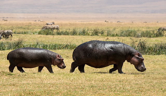 Mother With Juvenile Hippo