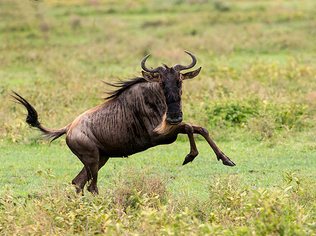 Wildebeest Playing