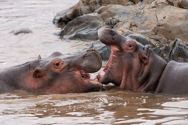 Young Hippos Playing