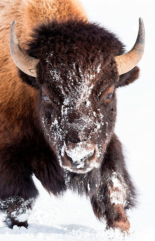 American Bison Moves the Snow