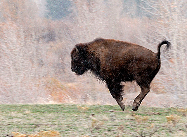 Bison Leaping