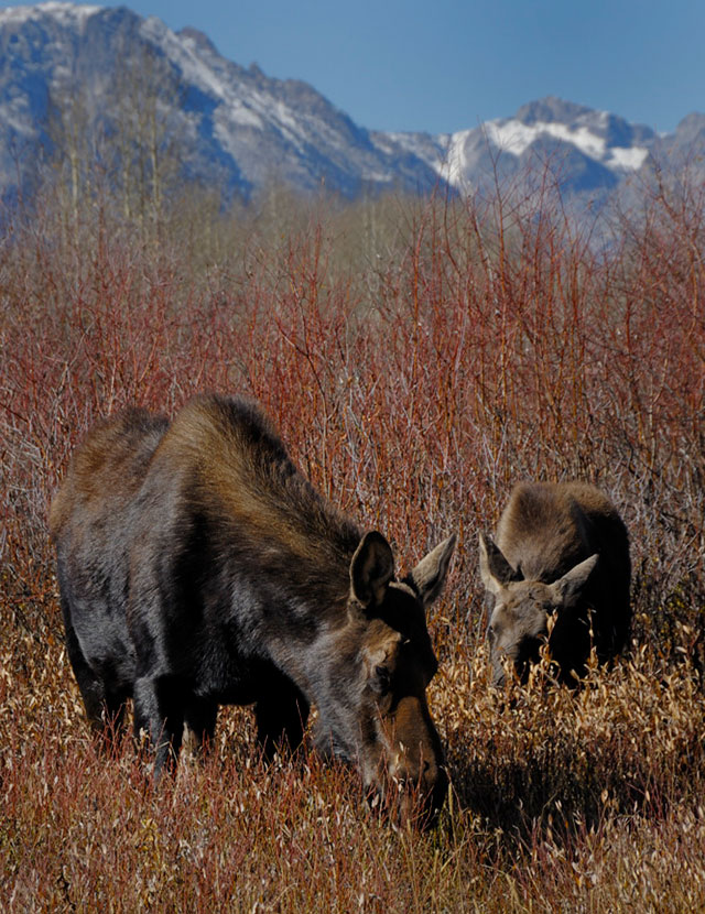 Moose Calf and Mother