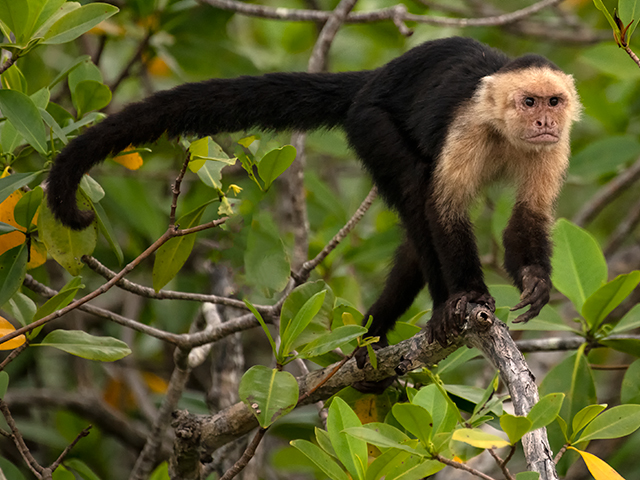 Capuchin or  White-Faced Monkey