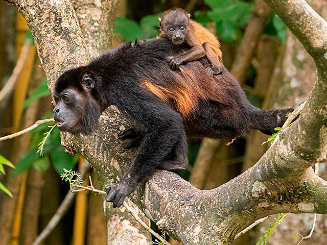 Howler Monkey With Baby