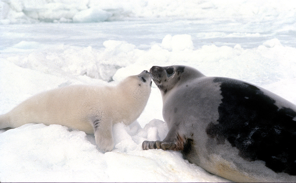 Baby Harp Seal With Mother (Labrador, Canda)