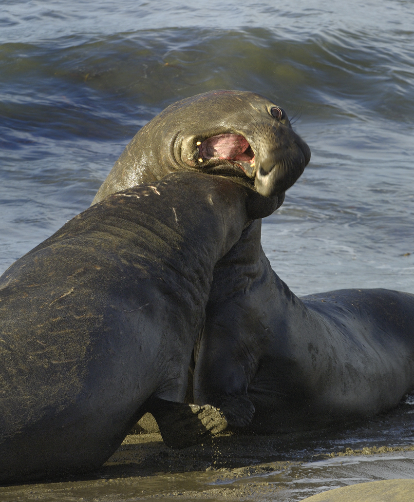 Elephant Seals Fighting 2
