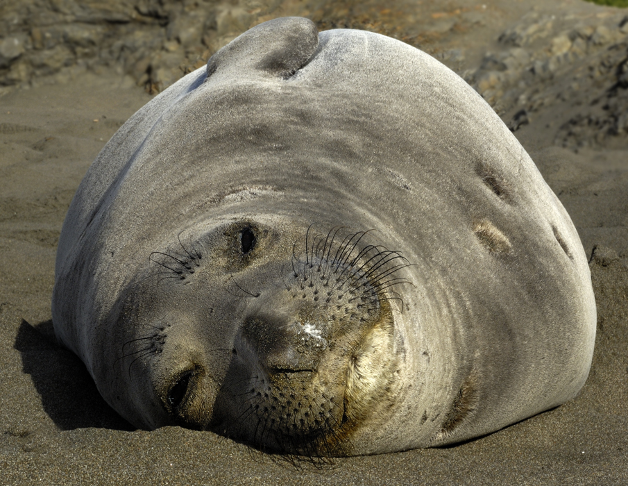 Female Elephant Seal