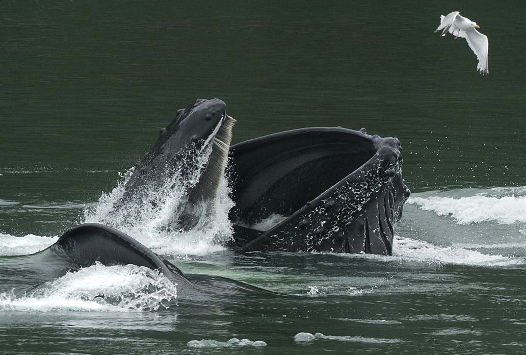 Humpback Whale Bubble Feeding