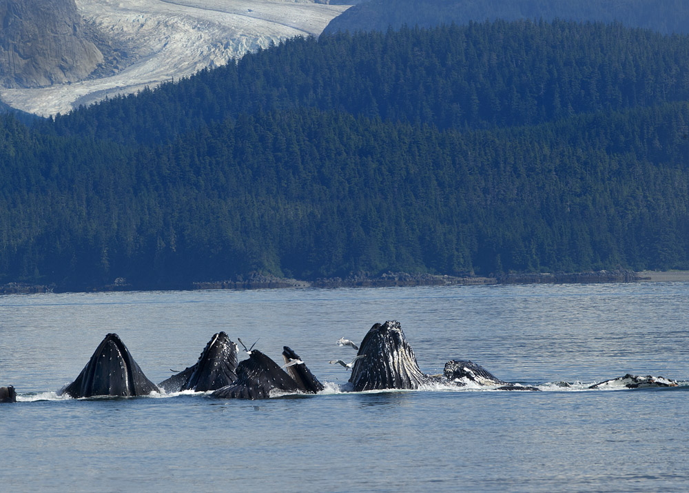 Humpback Whales Bubble Feeding