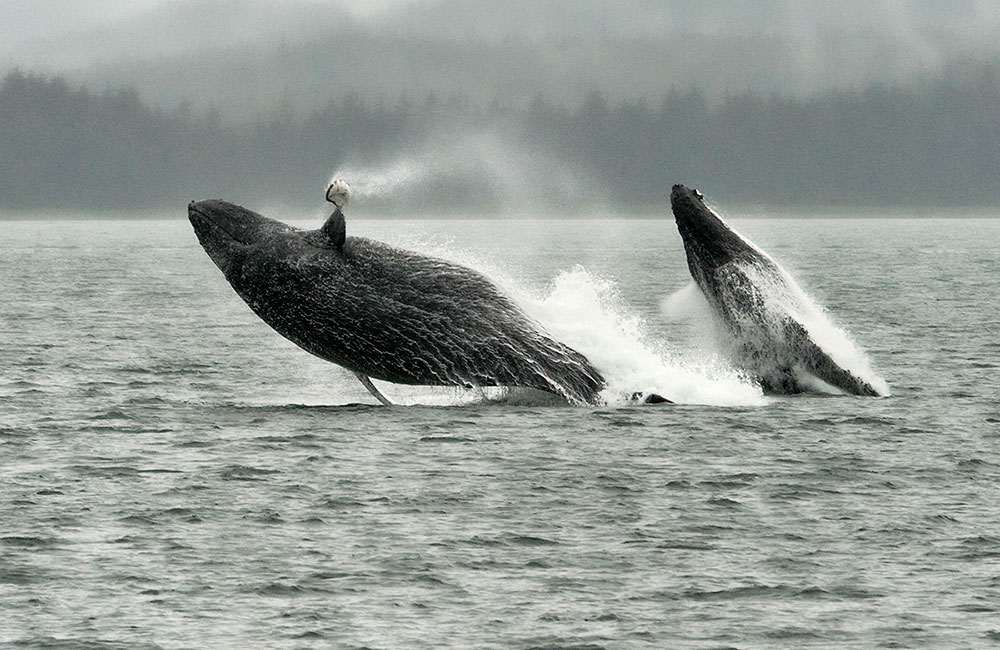 Humpback Whales Breach
