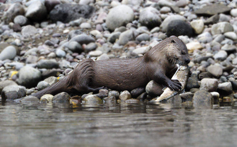 River Otter Eating
