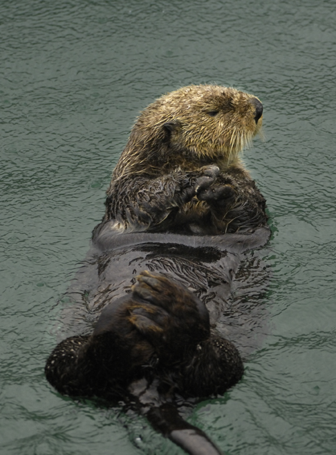 Sea  Otter